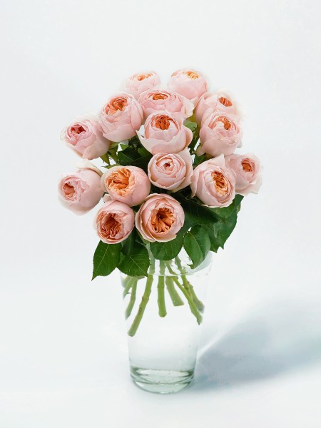 Букет английских роз Дэвида Остина / Джульетта, от 5280 руб. фото 1 — Городской букет