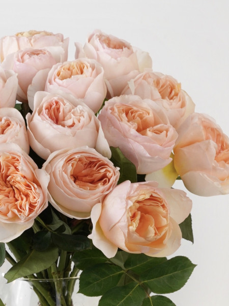 Букет английских роз Дэвида Остина «Джульетта» фото 2 &mdash; Городской букет