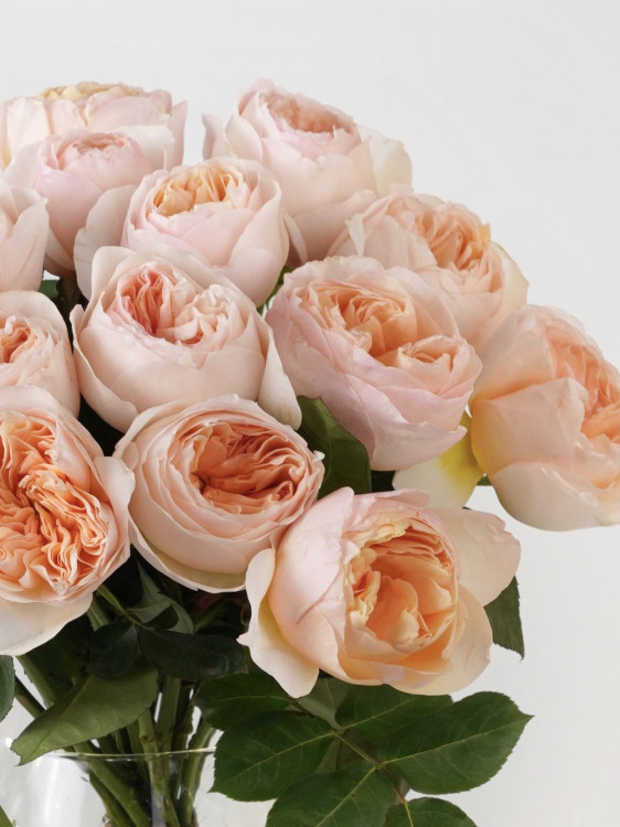 Букет английских роз Дэвида Остина «Джульетта» &mdash; Городской букет