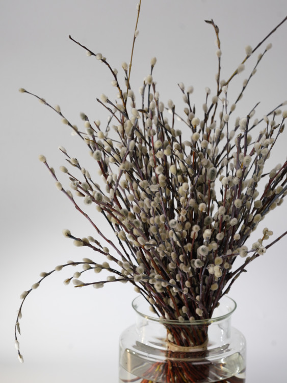 Букет из вербы &mdash; Городской букет