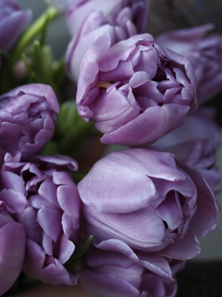 Нежно-лавандовые тюльпаны фото 2 — Городской букет