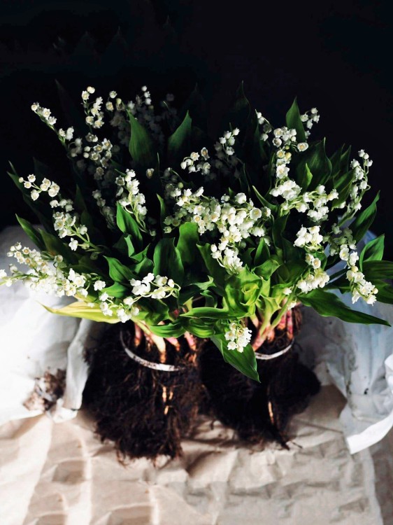 Ландыши голландские, букет «Майя» — Городской букет