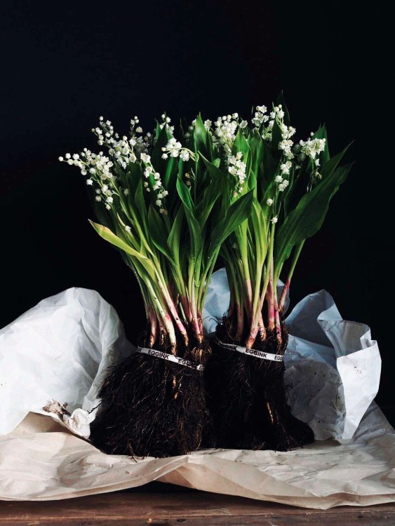 Ландыши голландские, букет «Майя» — Городской букет