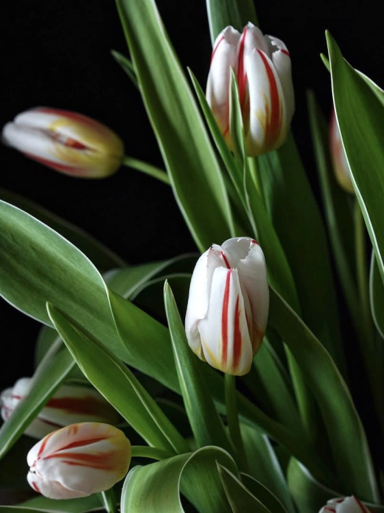 Букет «Голландский натюрморт» из изящных тюльпанов  &mdash; Городской букет