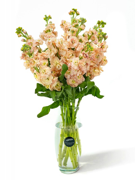 Нежно-кремовая душистая Маттиола — Городской букет