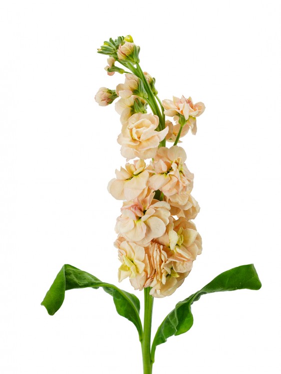 Нежно-кремовая душистая Маттиола — Городской букет