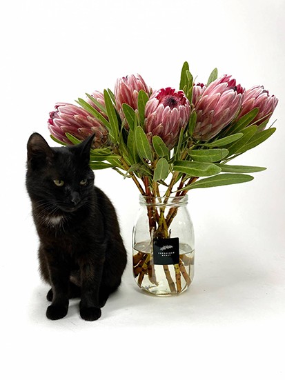 Монобукет из Протей / Pink Ice &mdash; Городской букет