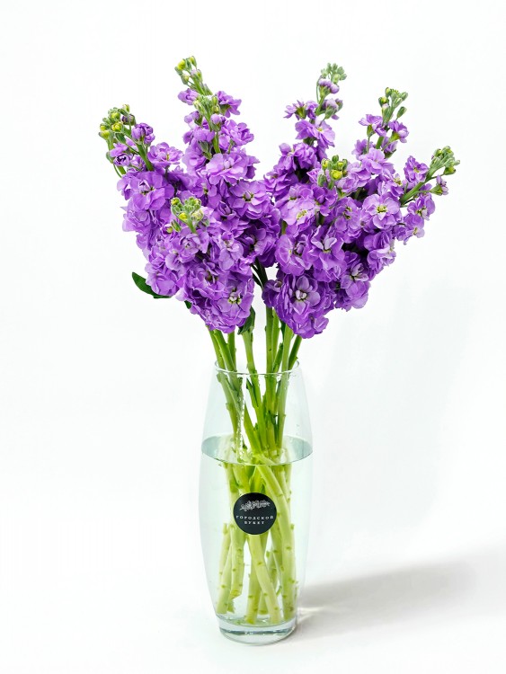 Сиреневая душистая Маттиола — Городской букет