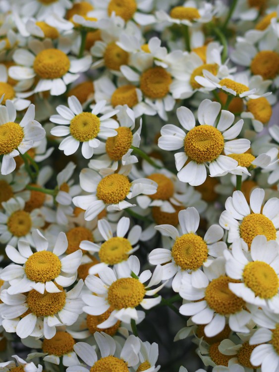 Букет «Рейн» из нежных ромашек — Городской букет