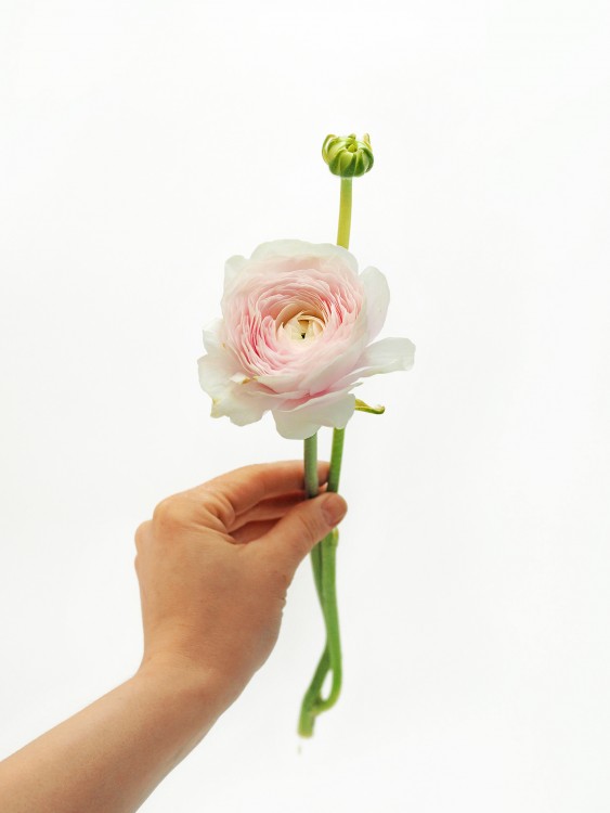 Букет из весенних ранункулюсов — Городской букет