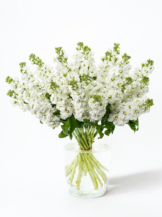 Букет из душистой белой Маттиолы, от 2250 руб. — Городской букет