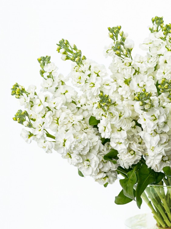 Букет из душистой белой Маттиолы, от 2250 руб. — Городской букет