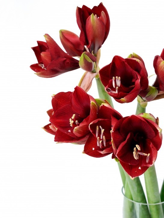 Монобукет из гиппеаструмов рубиновых — Городской букет