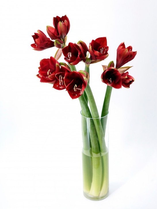 Монобукет из гиппеаструмов рубиновых — Городской букет