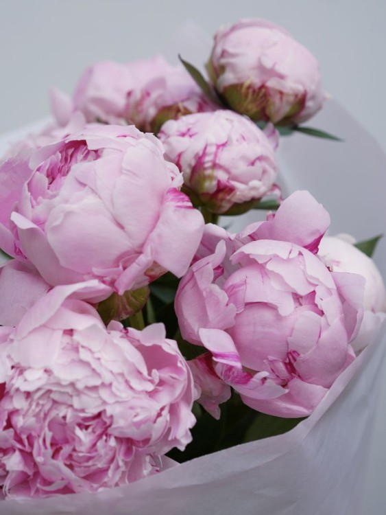 Букет из нежно-розовых пионов Сара Бернар — Городской букет