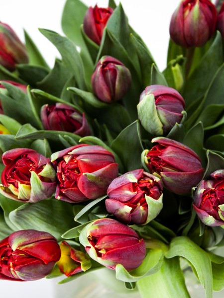Букет «Лили» с красными пионовидными тюльпанами фото 2 — Городской букет