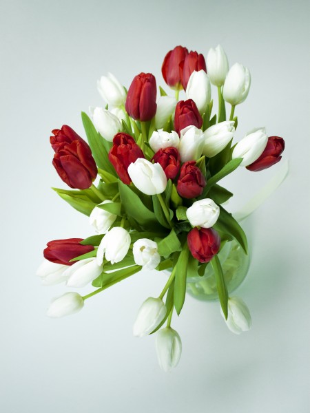Букет «Ален» с красными и белыми тюльпанами фото 2 — Городской букет